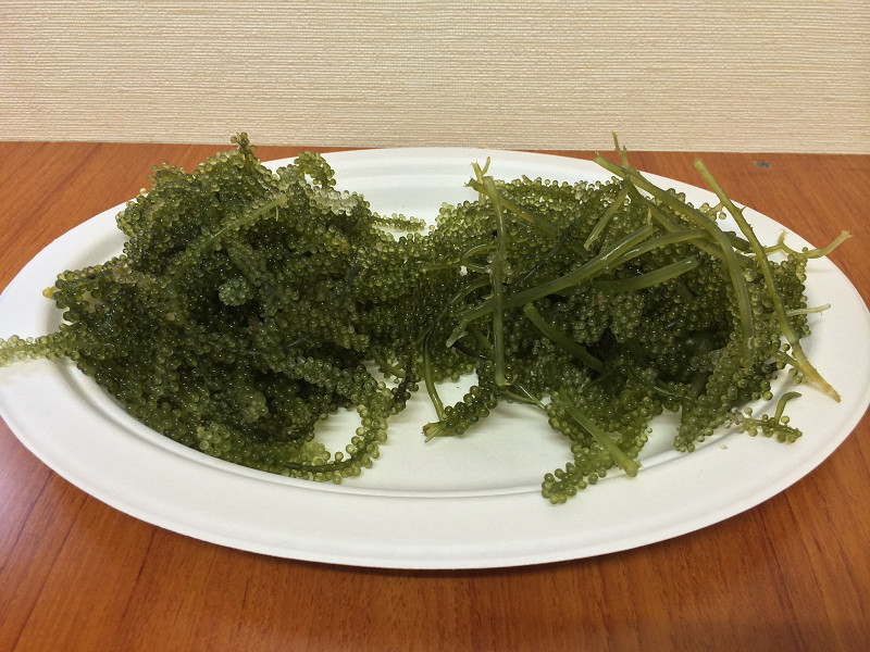 茎なしと茎付きの海ぶどう