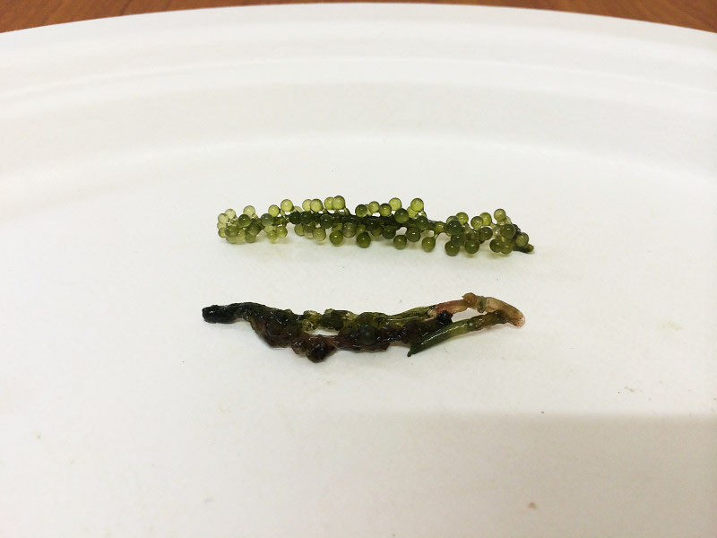 上が新鮮で、下が古くなってしぼんだ海ぶどう