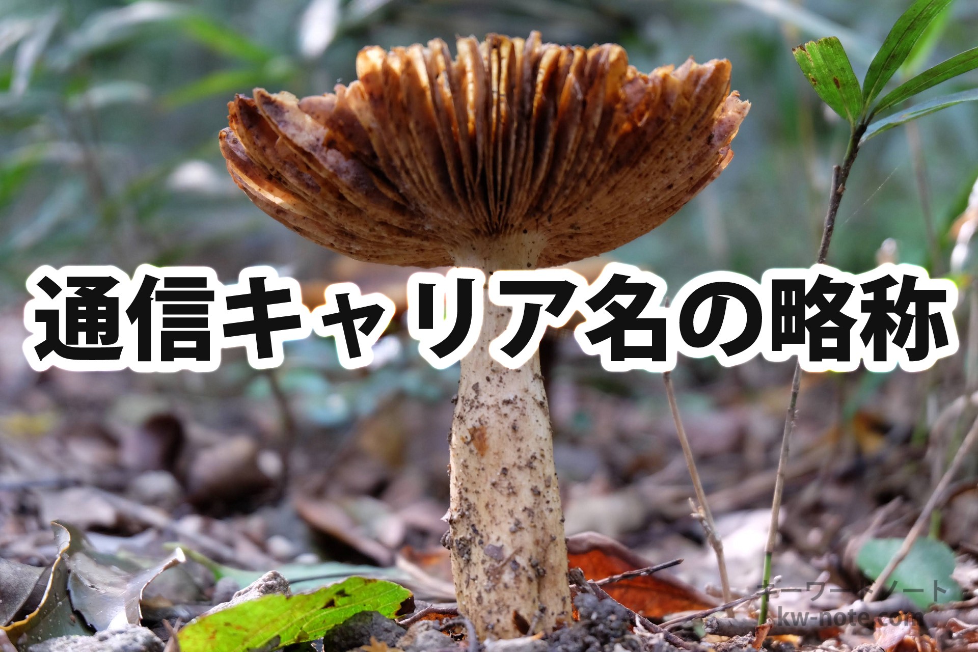 「茸」「庭」「禿」などキャリア名の略称一覧