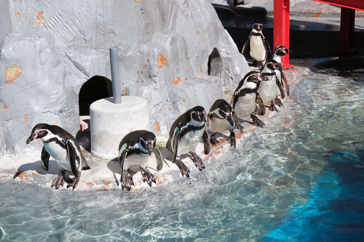 「ファーストペンギン」とは？意味や使い方を解説