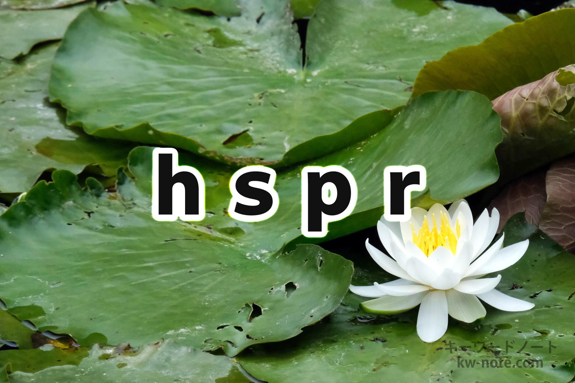 hspr(ハスペロ)