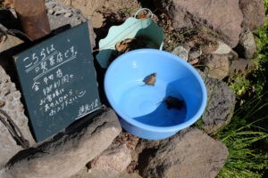 ニホンイシガメ