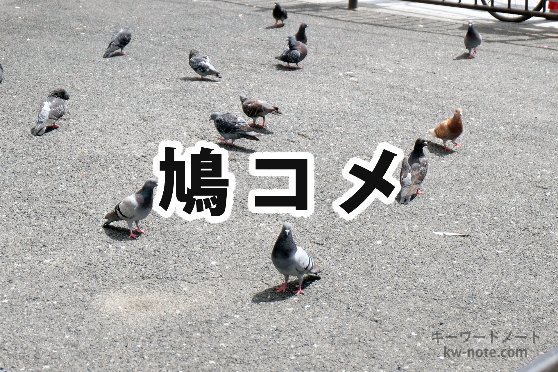 「鳩コメ」とは？意味や使い方を解説