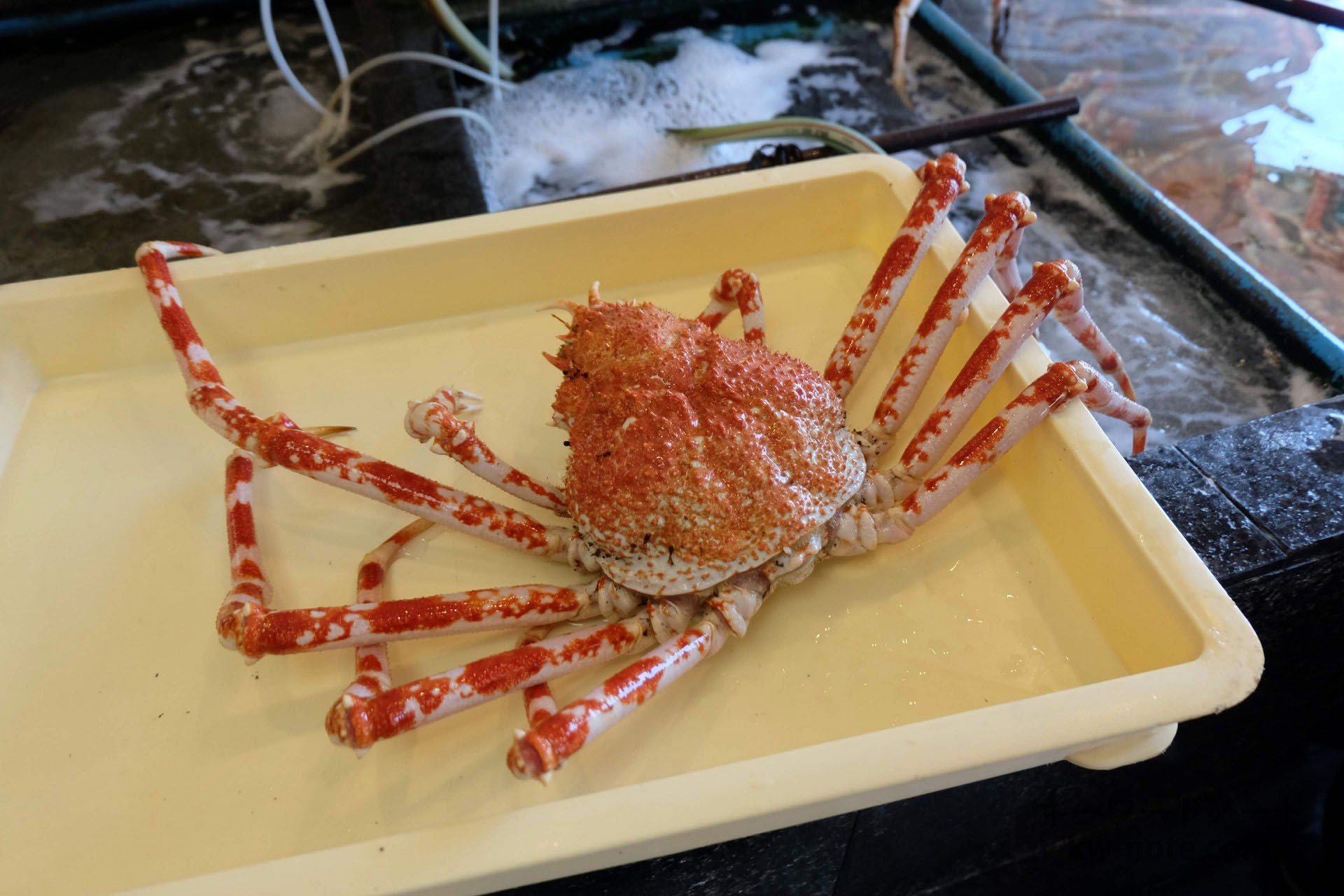 「丸吉食堂」沼津市戸田にある高足ガニや海鮮の食堂