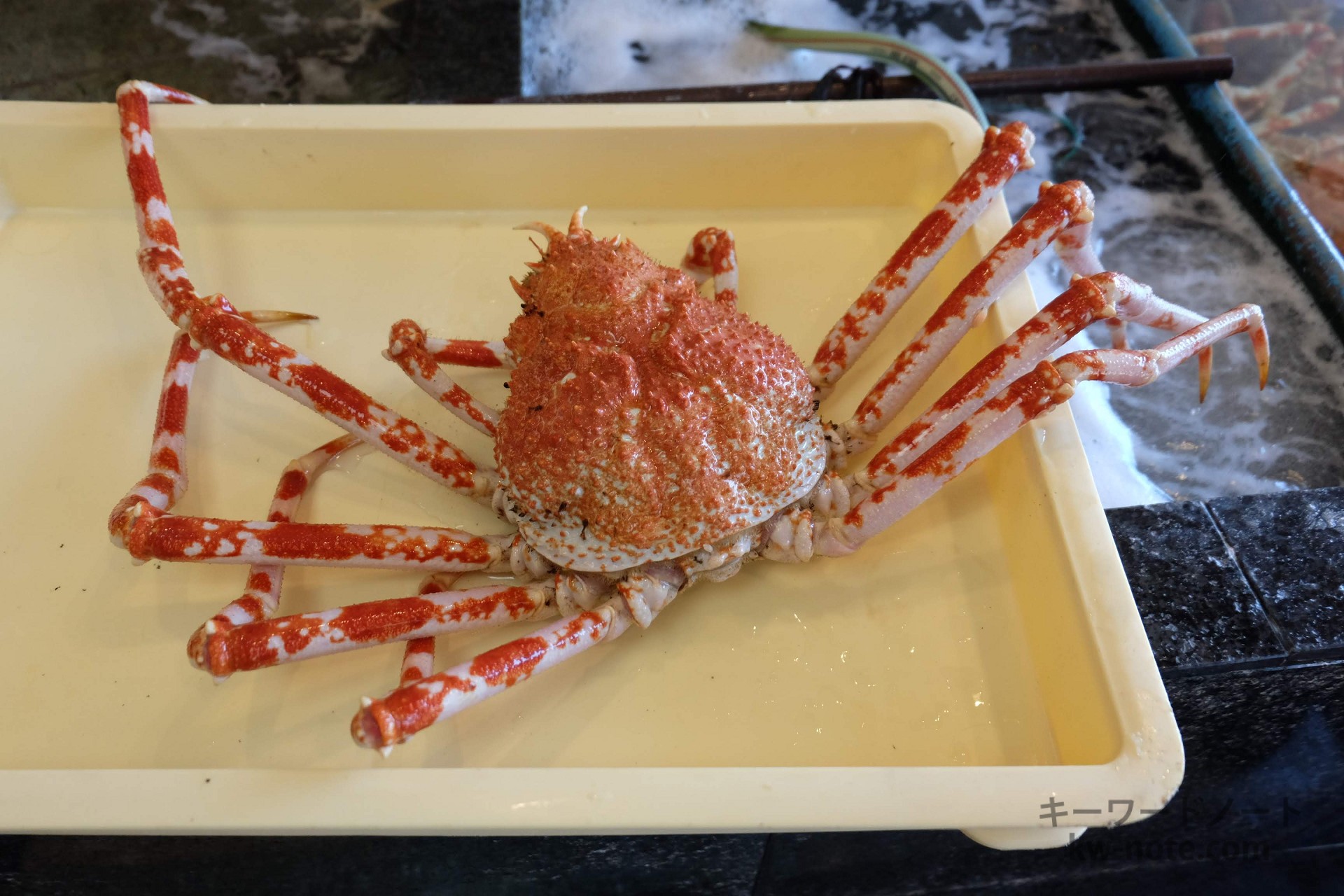 いけすから取り出した高足ガニ