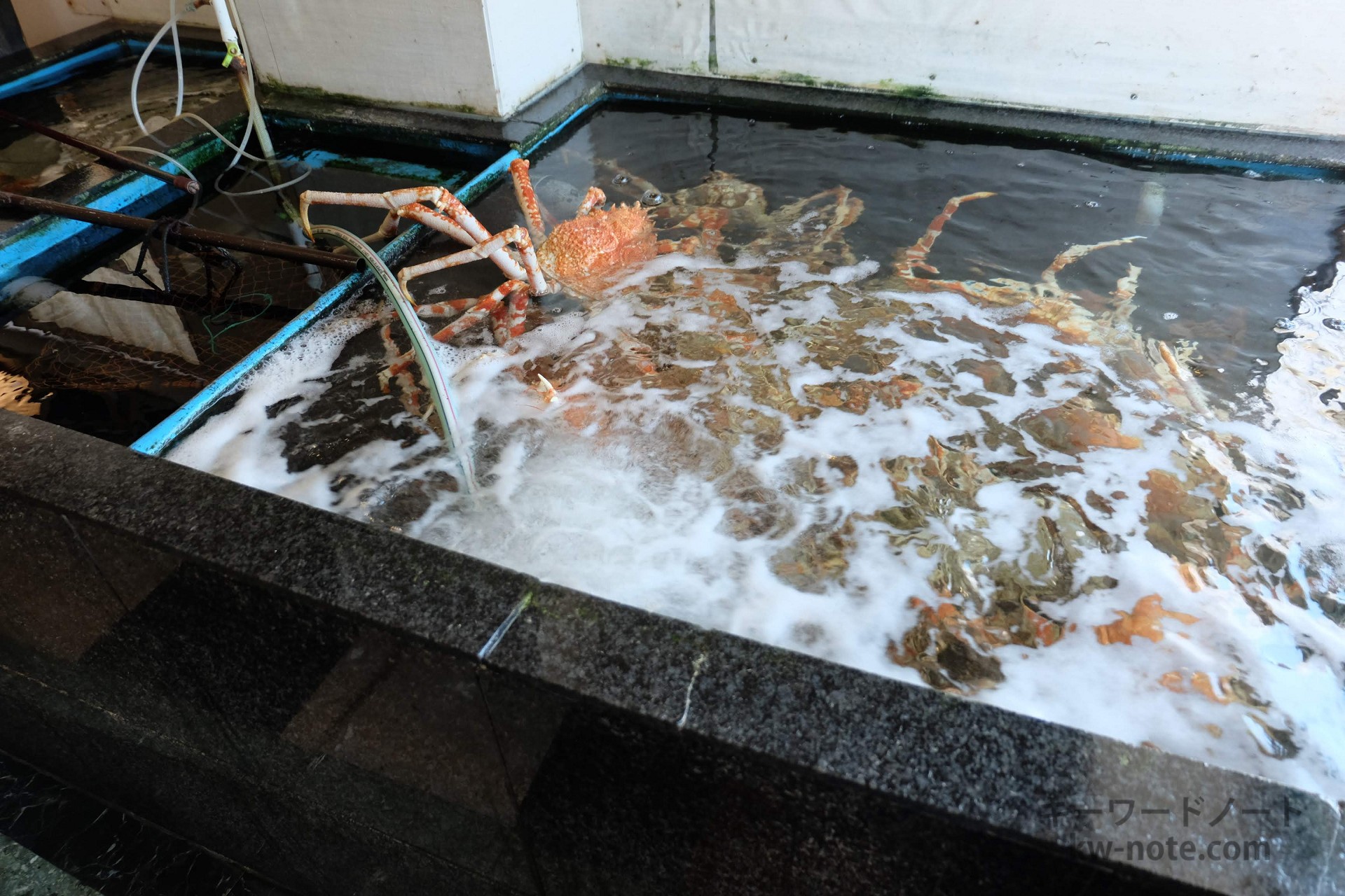 高足ガニのいけす
